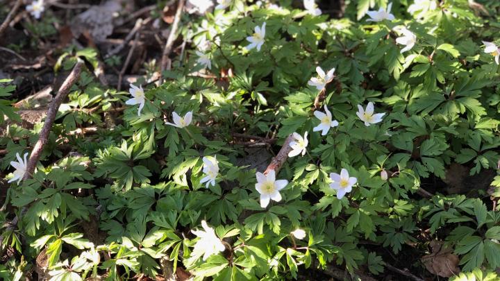 Anemoner i skovbunden